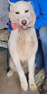 Hi, Did anyone loose dog collar remote today ine the park?