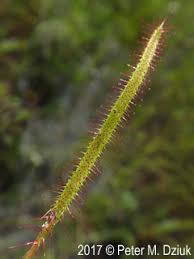 Image result for Nesaea linearis