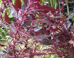 Image result for Amaranthus dubius