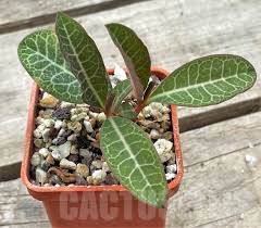 Image result for Monadenium pseudoracemosum
