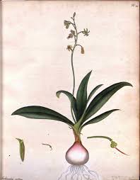 Image result for Pavetta decumbens