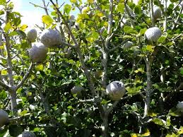 Image result for Gardenia cornuta