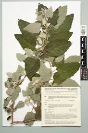 Image result for Buddleja dysophylla