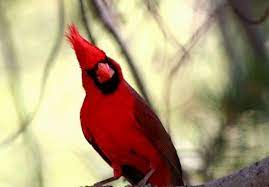 Items similar to arizona cardinals bird gang glass on etsy. Arizona Cardinal Yes We Have These Kinds Of Cardinals In Az Too Some Started Over Wintering When Peopl Desert Life Native American Reservation Sonoran Desert