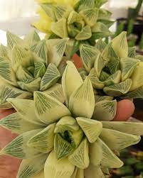 Cacti & succulent care tips: Rojas Succulents And Cacti Home Facebook