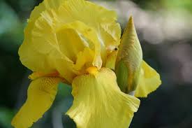 See each variety for further detail. Bearded Iris Home Garden Information Center