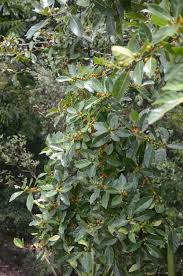 Image result for Ficus fischeri