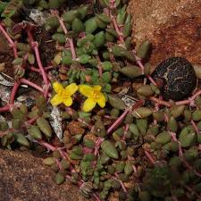 Image result for Portulaca quadrifida