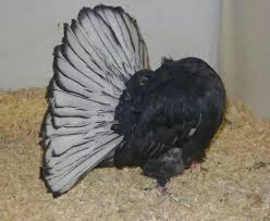 Pigeons And Pigeon Coops Panosundaki Pin