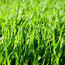 Rasen Saen Richtiger Zeitpunkt Anleitung In 6 Schritten Plantura Rasen Gartentipps Mini Garten