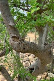 Image result for Commiphora viminea
