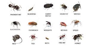 Bed bug pest control toronto is the best way to deal with such insects. Know The Importance Of Hiring Expert Pest Control Service Providers By Green Valley Pest Control Ltd Medium