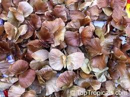 Image result for Acacia davyi