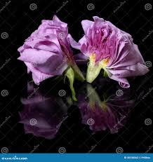 Rosa Partida En Dos Del Rosa Foto de archivo