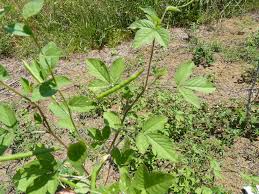 Image result for Cleome aculeata