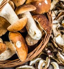 Quels Sont Les Champignons Comestibles Champignon Comestible Champignon Potager