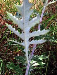 Image result for Berkheya bipinnatifida