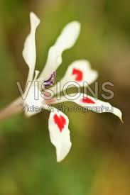 Image result for Pelargonium alchemilloides