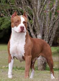 Black White And Brown Pitbull Brown And White Beauty Pitbull Terrier Pitbulls American Pitbull Terrier