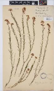 Image result for Polygala melilotoides