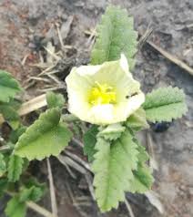 Image result for Sida chrysantha