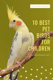 Bird And Pet Clinic Of Roseville Hours 10 Best Pet Birds For Children Best Pet Birds Pet Birds Animals For Kids
