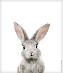 Rabbit Print Bunny Animal Print Baby Rabbit Art Woodland Etsy Animals Baby Animal Prints Baby Animals