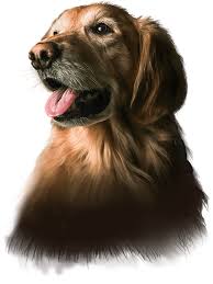 Advanced Canine behavior & Dog Training Delhi | Pawsome Pet Wellness