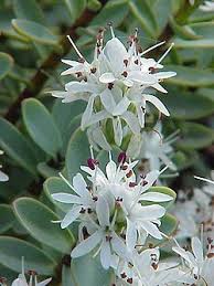 Image result for shrubby veronica hebe