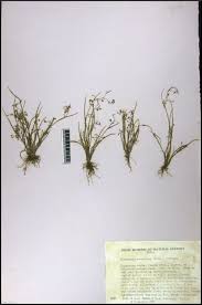 Image result for Murdannia semiteres