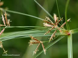 Image result for Cyperus nuerensis
