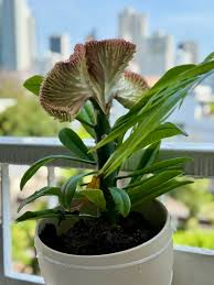 Image result for Euphorbia jubata