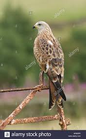 Birds Of Prey Digital Release Date Uk Red Kite Milvus Milvus Immature Perched On Old Gate In Upland Habitat Pennines West Yorkshire England September Cap In 2020 Red Kite Scottish Animals Habitats