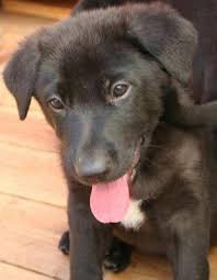 Adopt german shepherd dogs in washington. Puppy Adoption German Shepherd Mix