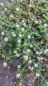 Image result for Alternanthera caracasana