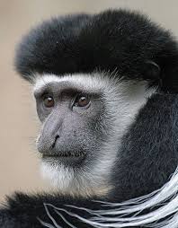 Black White Eastern Colobus Monkey Interesting Animals Black And White Colchester Zoo