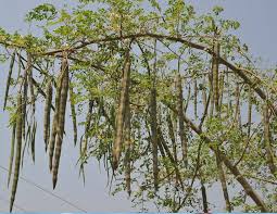 Image result for Moringaceae