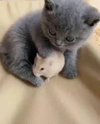Renshome Com Video In 2020 Cute Animals Cute Baby Animals Cute Funny Animals
