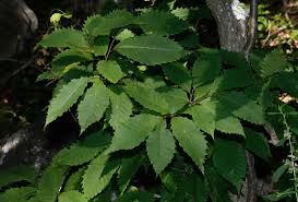 Image result for Light Chestnut 1990 US Government