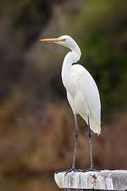 Distributed across most of the tropical and warmer. Egret Wikipedia
