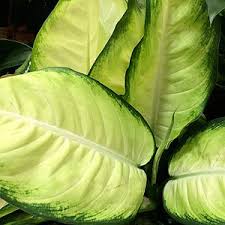 Dieffenbachia Plants Nurseries Online Australia