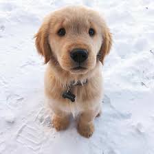Meinhaustier Hundeliebe Hunde Spruche Zitat Hunde Hundeliebe Liebe Meinhaustier Spruche Wahre Zitat In 2020 Puppy Dog Eyes Best Puppies Puppy Eyes