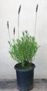 Image result for Lavandula dentata