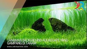 Memilih tanaman untuk aquascape mungkin bisa menjadi. Tanaman Background Aquascape Yang Gampang Di Tanam Rekreartive