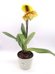 Hanno circa 10 cm di diametro e sono singoli. Orchidea Paphiopedilum Xl A Fiore Giallo Giardino Carnivoro Piante Carnivore