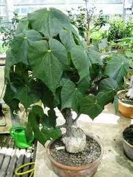 Image result for Firmiana