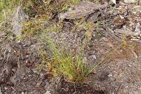 Image result for Pycreus chrysanthus