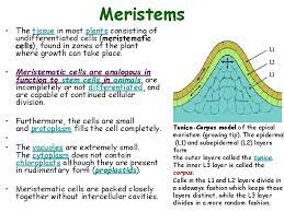 Maybe you would like to learn more about one of these? Tissues And Primary Growth Of Stems Chapter 5