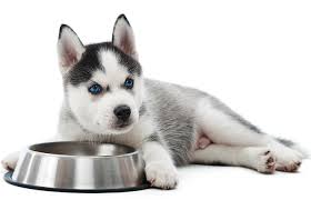 Husky food is one of canada's leading importers and distributors of best quality specialty and natural consumer packaged goods from europe and other parts of the globe. 12 Best Puppy Foods For Huskies In 2021 Petstruggles