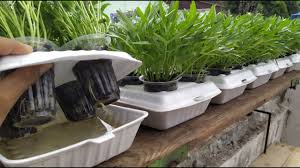 Pastikan kangkung hidroponik tidak kekurangan nutrisi, terlebih saat kangkung memasuki usia dua minggu. Styrofoam Kotak Makan Untuk Media Tanam Kangkung Youtube